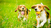 Doggy play date: How to set one up and what to expect