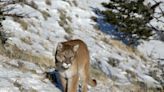 Mountain lion attacks couple in hot tub on vacation in Colorado