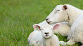 Rescue Sheep Who Lost Her Babies Adopting Little Orphaned Lamb Has People Choked Up
