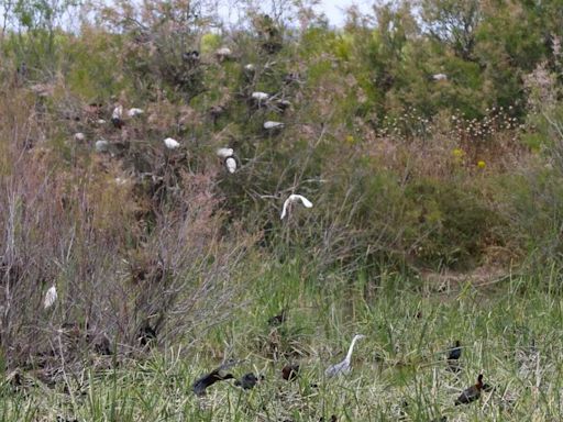 Un mal vallado acaba con la nidada de moritos y garzas de esta temporada en Doñana