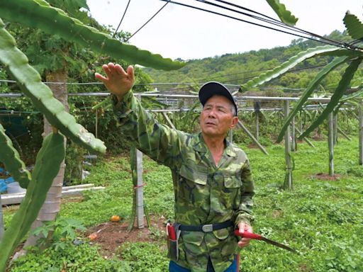 研發新農技、打破舊劣局， 神農種出極品紅龍果