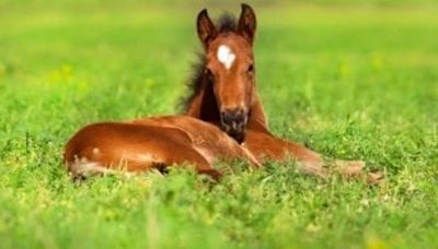 University Of Guelph To Study Selenium Levels In Ontario Broodmares And Foals