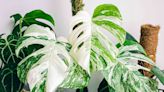 How to Grow and Care for Monstera Albo