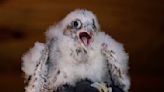 Chicks get bands in latest chapter of peregrine falcon restoration