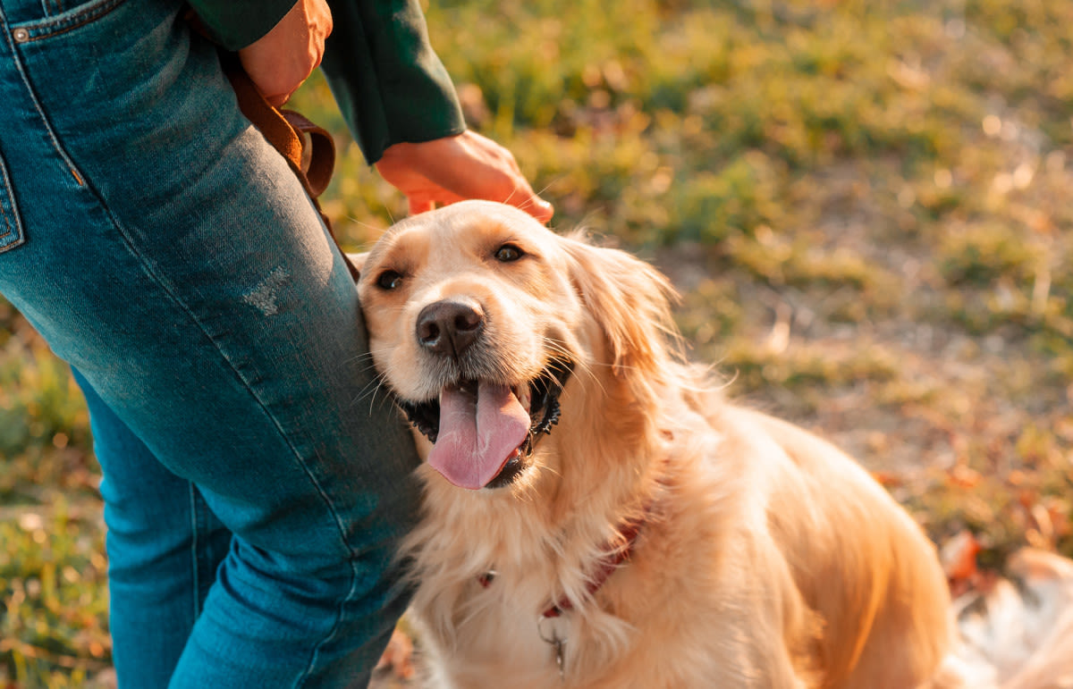 Michigan Golden Retriever Runs To Neighbor's House for Help After His Human Collapsed