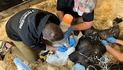 'It fit perfectly': Cincinnati Zoo gorilla gets world's first 3D-printed titanium cast