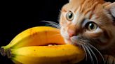 Frutas seguras para los gatos, alimentos ricos en nutrientes