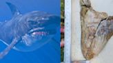 Family on vacation finds 'monster' megalodon tooth of 65-feet-long shark