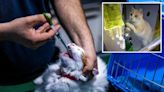 Medication for deadly cat virus soon to be available in US: ‘Huge triumph’