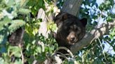 Bear euthanized in Steamboat Springs after injuring person on morning walk, wildlife officials say