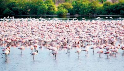 Maharashtra government acts to save Navi Mumbai’s Flamingo lake