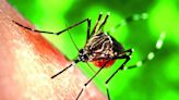 30 dengue hotspots identified within BBMP limits