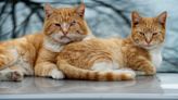 Domestic cats are a hazard to wildlife: How many small animals, birds an outdoor cat kills