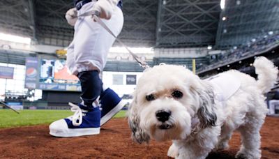 Hank, the Milwaukee Brewers' beloved ballpark pup, has died