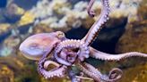 Diver Fights With Octopus to Retrieve 'Stolen' GoPro Camera
