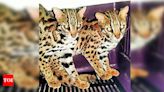 AR hands over rescued leopard cats to PFA in Imphal | Imphal News - Times of India