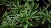 US reclassification could drive fresh research funding into pot sector