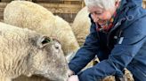 Britain's loneliest sheep meets its rescuer