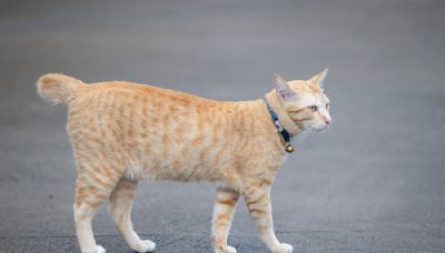 Apartment Building's 'Basement Cat' Believes It's His Job To Escort Residents To and From Laundry Room