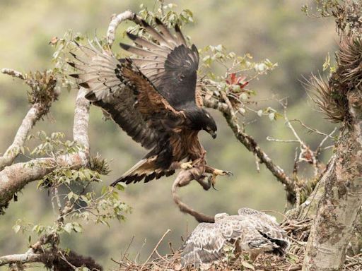 Guerra de Ucrania altera migración de especie de águila en extinción - El Diario - Bolivia