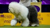 Westminster Dog Show 2024 live updates: Breed group winners, Best in Show announcement