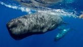 Sperm Whale “Phonetic Alphabet” Surprisingly Similar In Structure To Human Language