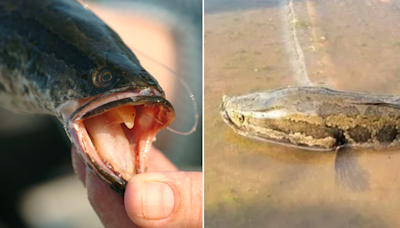 Predatory snakehead fish should not be released back into South Carolina waters, officials remind anglers