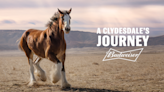 Budweiser's Super Bowl ad reunites Clydesdale, dog in an emotional reminder of the American spirit. Watch.