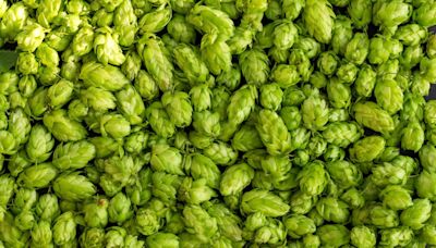 Will genetic breeding be hoppy ending beer brands are looking for?