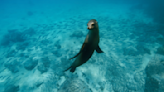 Filming Underway In Galápagos Islands On ‘Lions Of The Sea,’ Documentary Using “Fantastic Realism” To Explore Majestic Marine...