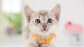 18 of the Rarest Cat Breeds That We Need More of Stat