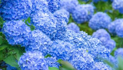 Hydrangeas turn a gorgeous blue shade with 1 fantastic food scrap gardeners love