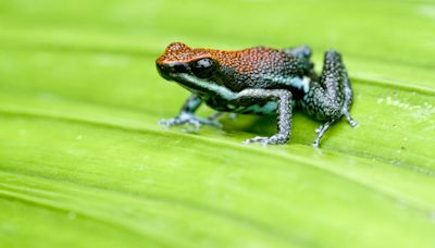 What Is Batesian Mimicry?