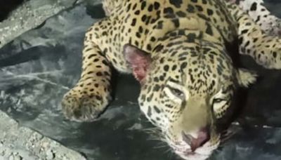Denuncian la muerte de un jaguar en un campamento en el Chocolatal, camino al trópico