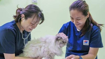 全國唯一結合寵物醫療美容訓練服務 屏東動物之家試營運