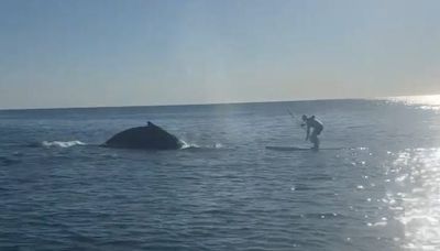 Whale breach off Bethany Beach leaves nearby paddleboarders elated to capture it on video