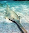 Sawfish