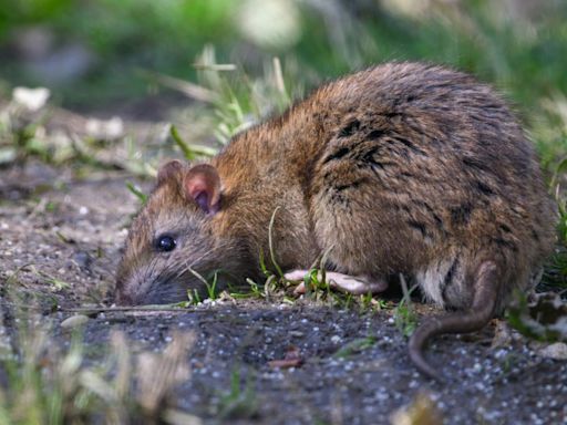 I’m a gardening expert - my £1 hack will keep rats well away from your garden