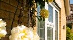 Incredible Types of Roses to Consider Planting in Your Home Landscape
