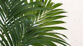 Why the kentia palm is an ideal beginner plant