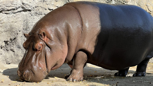 Male hippo in Japan zoo found to be female