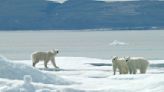 The Warmth-Trapping Secret of Polar Bear Fur