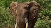 American Tourist, 64, Dies After Elephant 'Knocked' Her from Vehicle and Trampled Her in Zambia