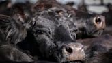 Suspected Disease Outbreak Kills 100 Cattle on Australian Ship