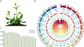 Pineapple mint's genetic blueprint: a comprehensiv | Newswise