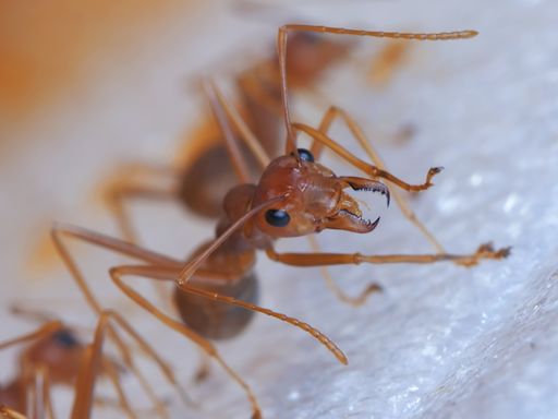 California county warns of "painful pustules" from aggressive ant invasion