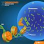 Chromosome in the Cell