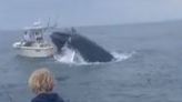 Breaching whale capsizes fishing boat off New Hampshire coast