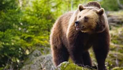 Brown Bear Chomps on Baby Ducklings, Horrifying Onlookers at Seattle Zoo