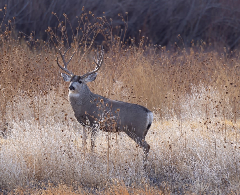 Teens Get a Big Surprise When an Elk Joins Their Soccer Game and Scores